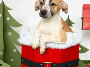 Cachorro raça SRD-ViraLata idade 2 a 6 meses nome Ágata 