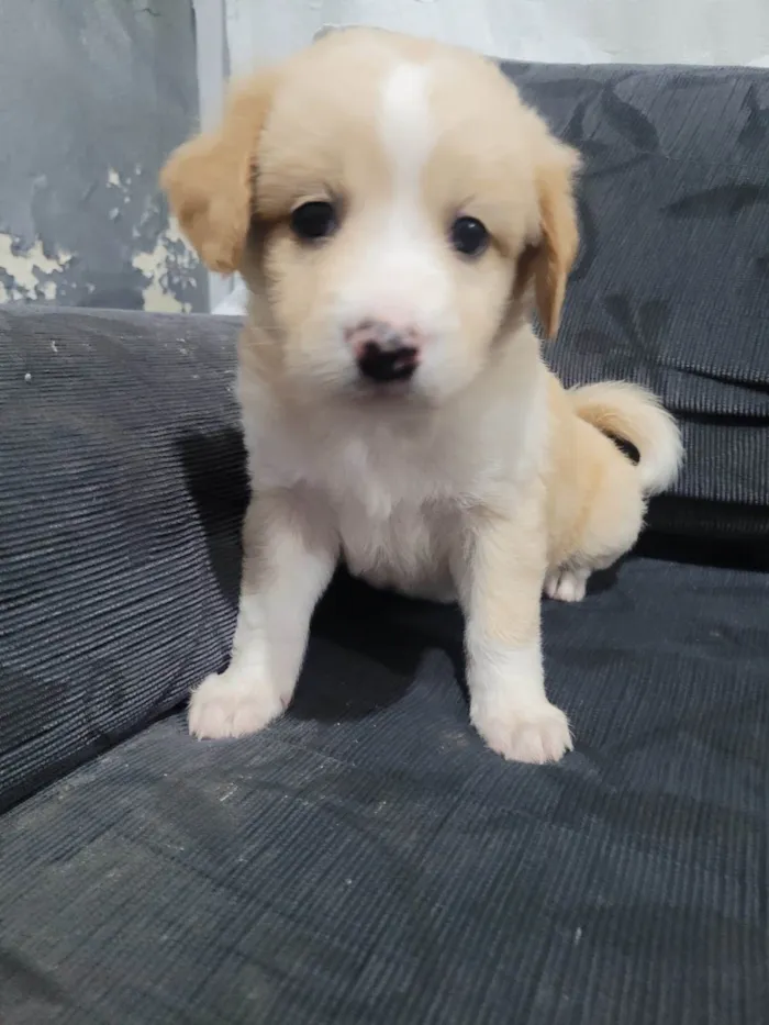 Cachorro ra a  idade Abaixo de 2 meses nome Sem nome 