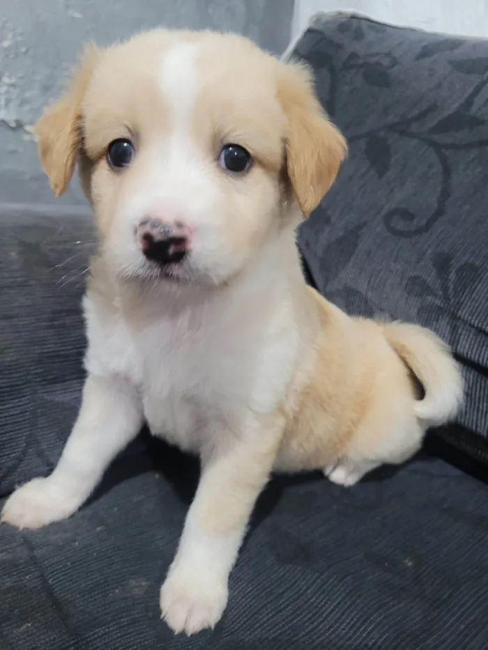 Cachorro ra a  idade Abaixo de 2 meses nome Sem nome 