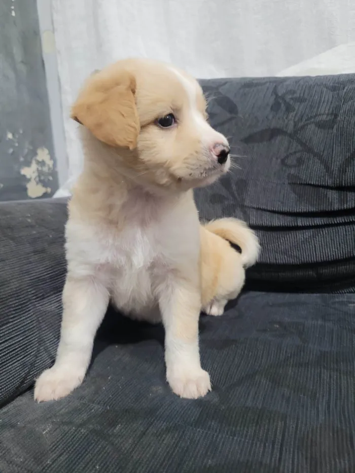 Cachorro ra a  idade Abaixo de 2 meses nome Sem nome 