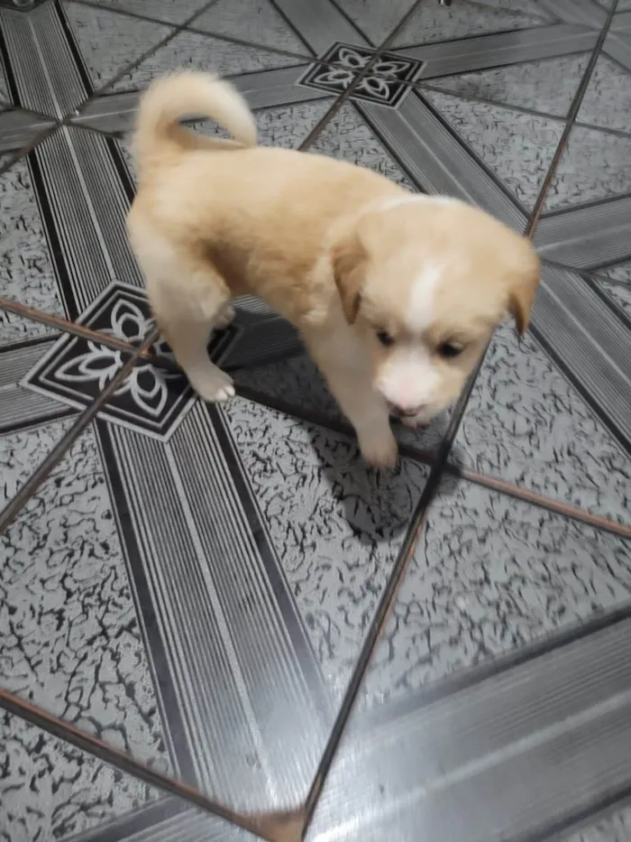 Cachorro ra a  idade Abaixo de 2 meses nome Sem nome 