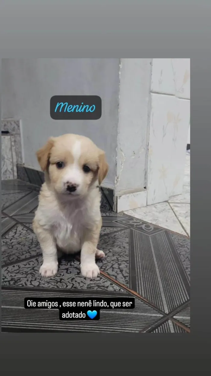 Cachorro ra a  idade Abaixo de 2 meses nome Sem nome 