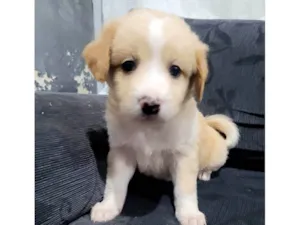 Cachorro raça  idade Abaixo de 2 meses nome Sem nome 