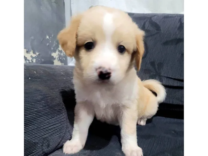 Cachorro ra a  idade Abaixo de 2 meses nome Sem nome 
