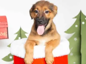 Cachorro raça SRD-ViraLata idade 2 a 6 meses nome Tufão 