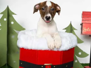 Cachorro raça SRD-ViraLata idade  nome Chanel 