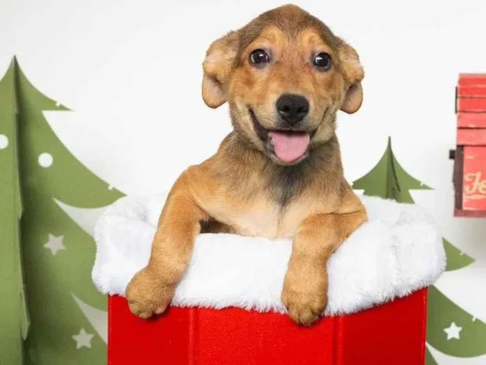 Cachorro ra a SRD-ViraLata idade 2 a 6 meses nome Mary 