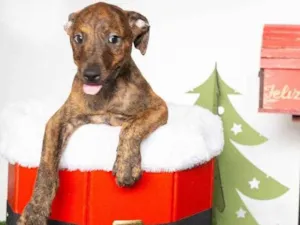 Cachorro raça SRD-ViraLata idade 2 a 6 meses nome Louis macho 