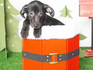 Cachorro raça SRD-ViraLata idade 2 a 6 meses nome Leleco 