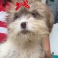 Sofia 