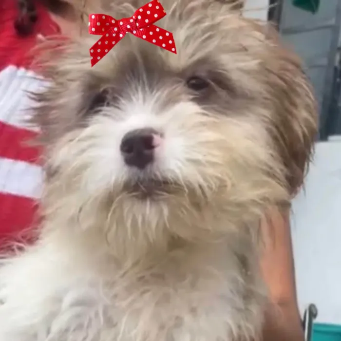Cachorro ra a Mestica  idade 2 a 6 meses nome Sofia 
