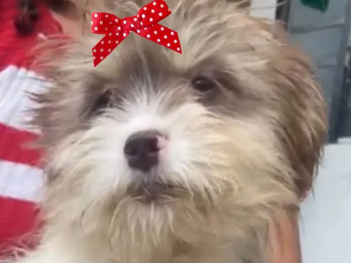 Cachorro ra a Mestica  idade 2 a 6 meses nome Sofia 
