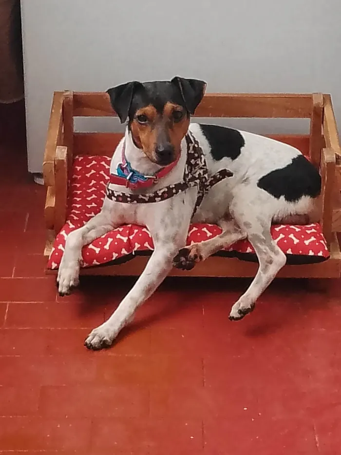 Cachorro ra a Fox paulistinha  idade 2 anos nome balú 