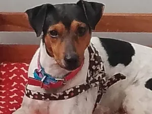Cachorro raça Fox paulistinha  idade 2 anos nome balú 