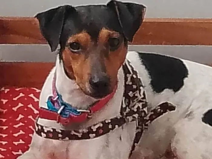 Cachorro ra a Fox paulistinha  idade 2 anos nome balú 