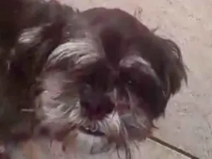 Cachorro raça Mestico  idade 1 ano nome Chico 