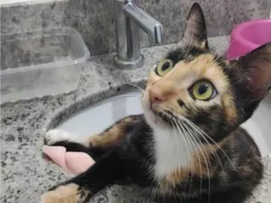 Gato raça SRD-ViraLata idade 2 a 6 meses nome Alice