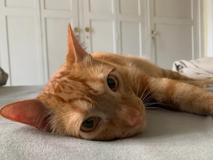 Gato ra a Laranjinha idade 2 anos nome Armane
