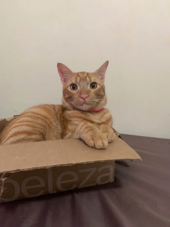 Gato ra a Laranjinha idade 2 anos nome Armane