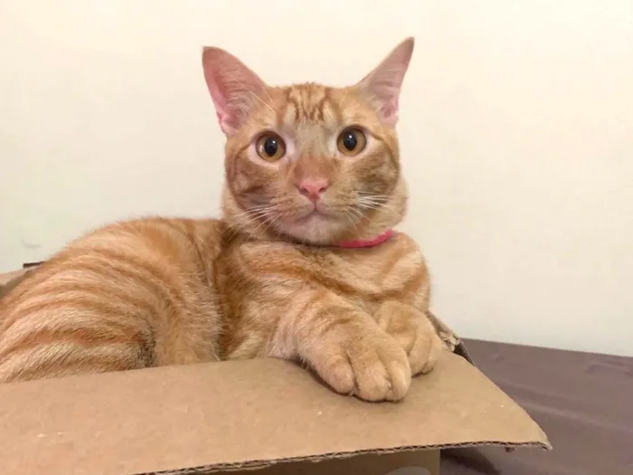 Gato ra a Laranjinha idade 2 anos nome Armane