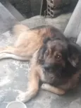 Notórios