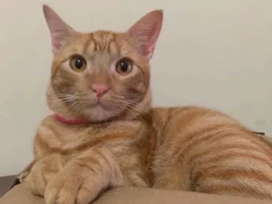 Gato raça Laranjinha idade 2 anos nome Armane