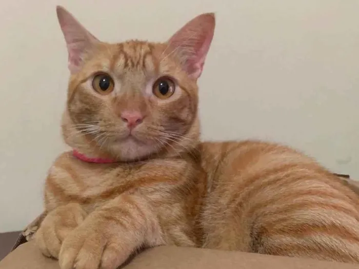 Gato ra a Laranjinha idade 2 anos nome Armane