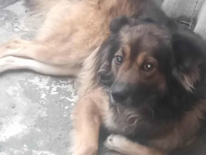 Cachorro ra a  idade 1 ano nome Notórios