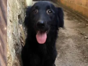 Cachorro raça SRD-ViraLata idade 3 anos nome Alice