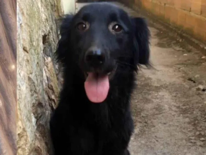 Cachorro ra a SRD-ViraLata idade 3 anos nome Alice