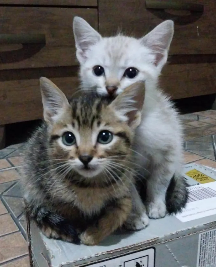 Gato ra a SRD-ViraLata idade 2 a 6 meses nome Bbs