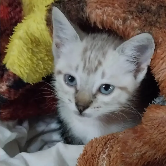 Gato ra a SRD-ViraLata idade 2 a 6 meses nome Bbs