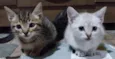 Bbs