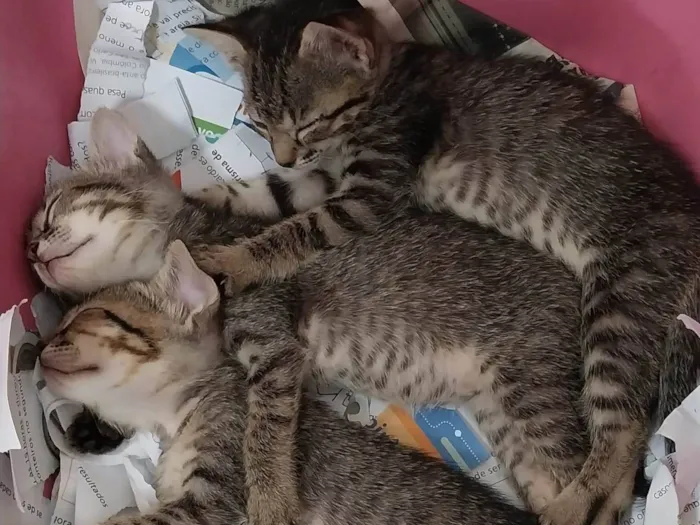 Gato ra a SRD-ViraLata idade 2 a 6 meses nome Bbs