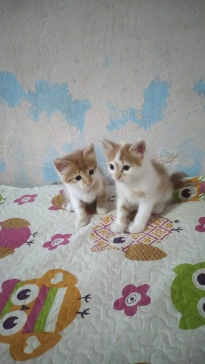 Gato ra a SRD-ViraLata idade Abaixo de 2 meses nome Machinhos fofos