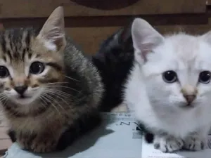 Gato raça SRD-ViraLata idade 2 a 6 meses nome Bbs