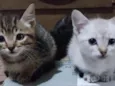 Bbs