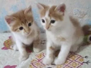Gato raça SRD-ViraLata idade Abaixo de 2 meses nome Machinhos fofos