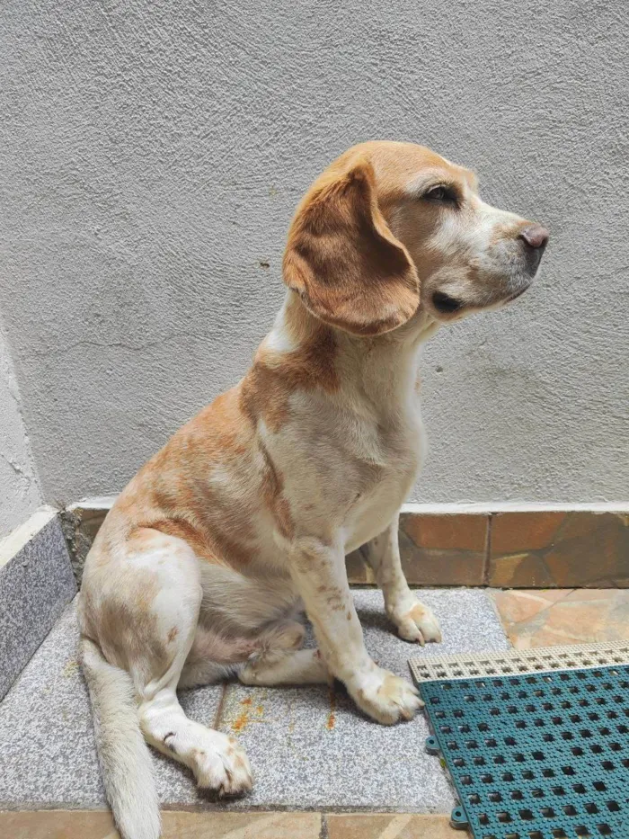 Cachorro ra a Beagle idade 5 anos nome Aang