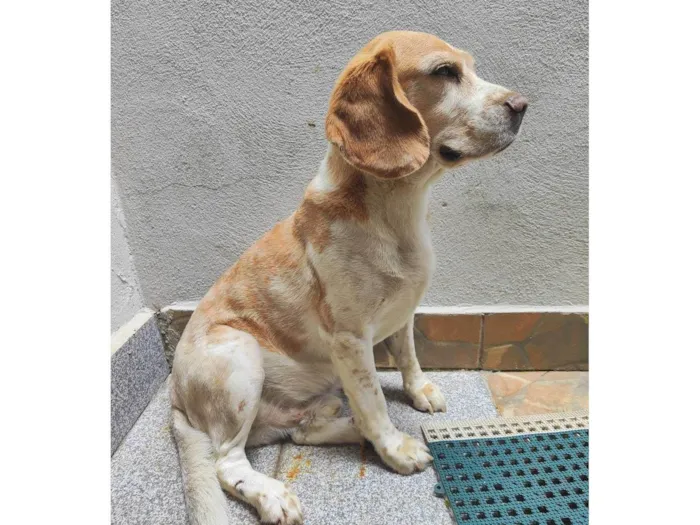 Cachorro ra a Beagle idade 5 anos nome Aang