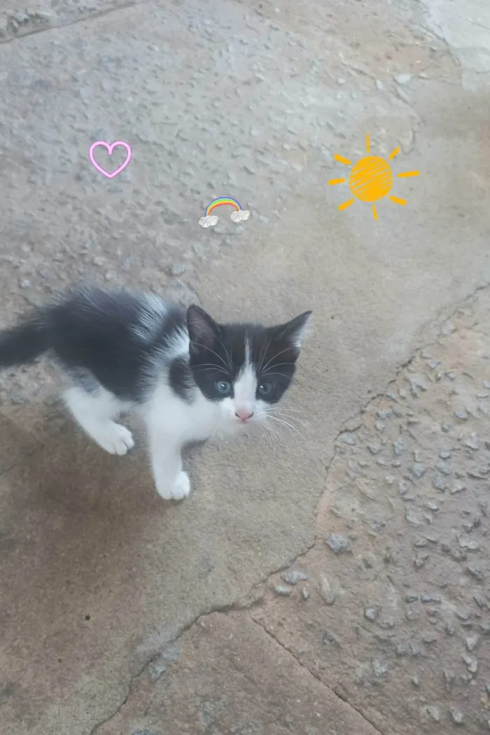 Gato ra a Bicolor idade Abaixo de 2 meses nome Luna