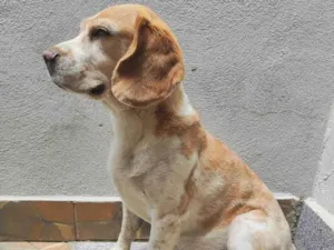 Cachorro raça Beagle idade 5 anos nome Aang