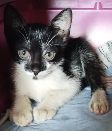 Gato ra a SRD-ViraLata idade 2 a 6 meses nome Boninho