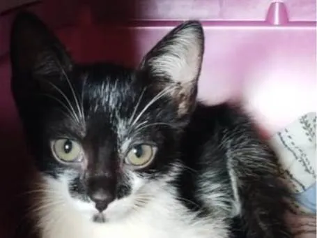 Gato ra a SRD-ViraLata idade 2 a 6 meses nome Boninho