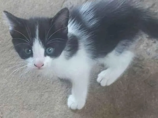 Gato ra a Bicolor idade Abaixo de 2 meses nome Luna