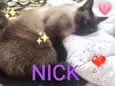 Nick 1aninho