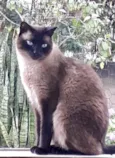 Nick 1aninho