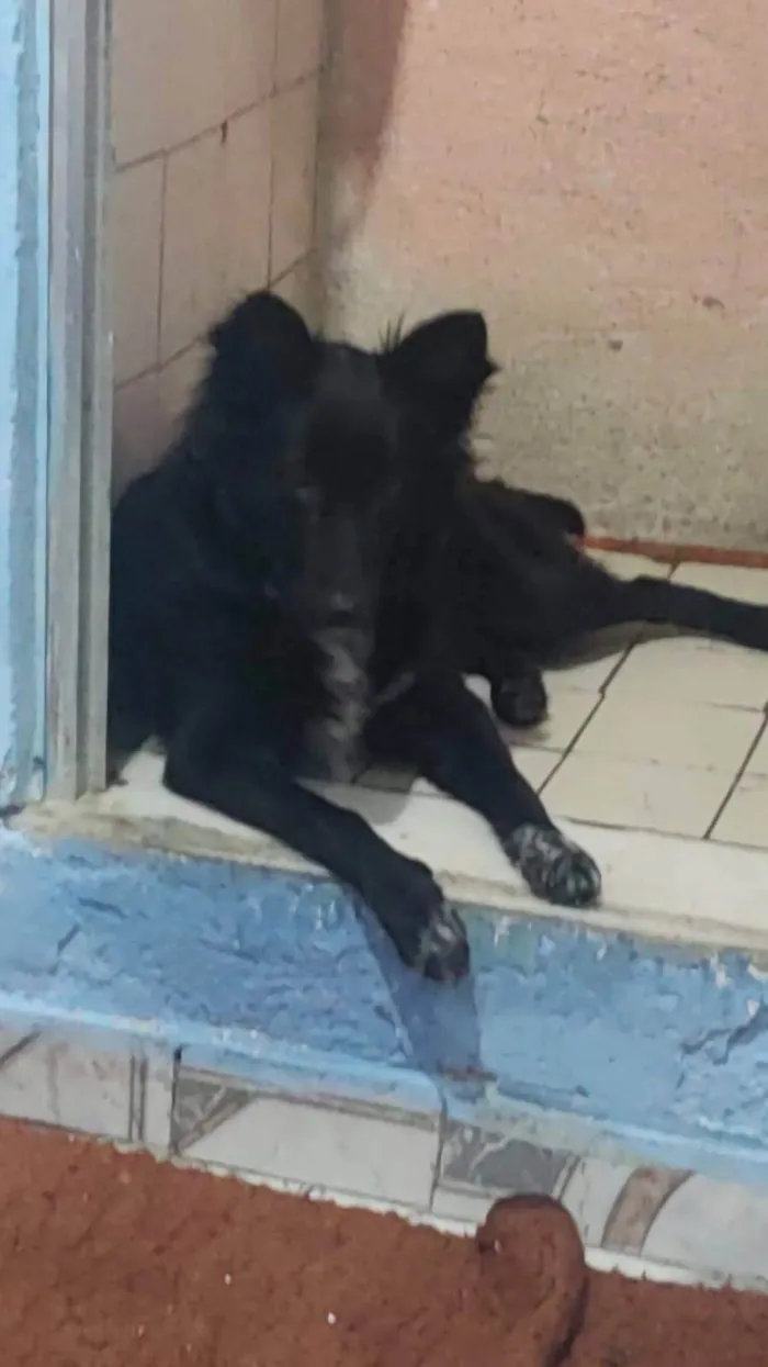 Cachorro ra a Pastor mix idade 7 a 11 meses nome Meg