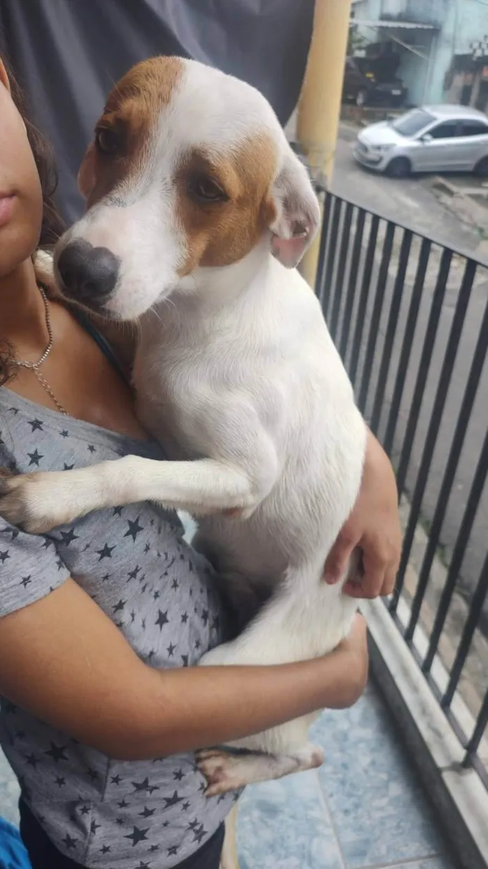 Cachorro ra a SRD-ViraLata idade 2 a 6 meses nome Pipoca