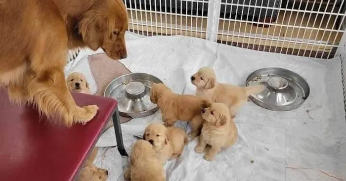 Cachorro ra a Golden idade 2 a 6 meses nome Calvina
